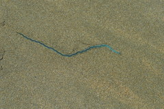 Phyllodocidae