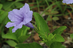 Ruellia tuberosa
