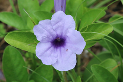 Ruellia tuberosa