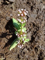 Plectritis congesta brachystemon