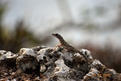 Anolis aeneus