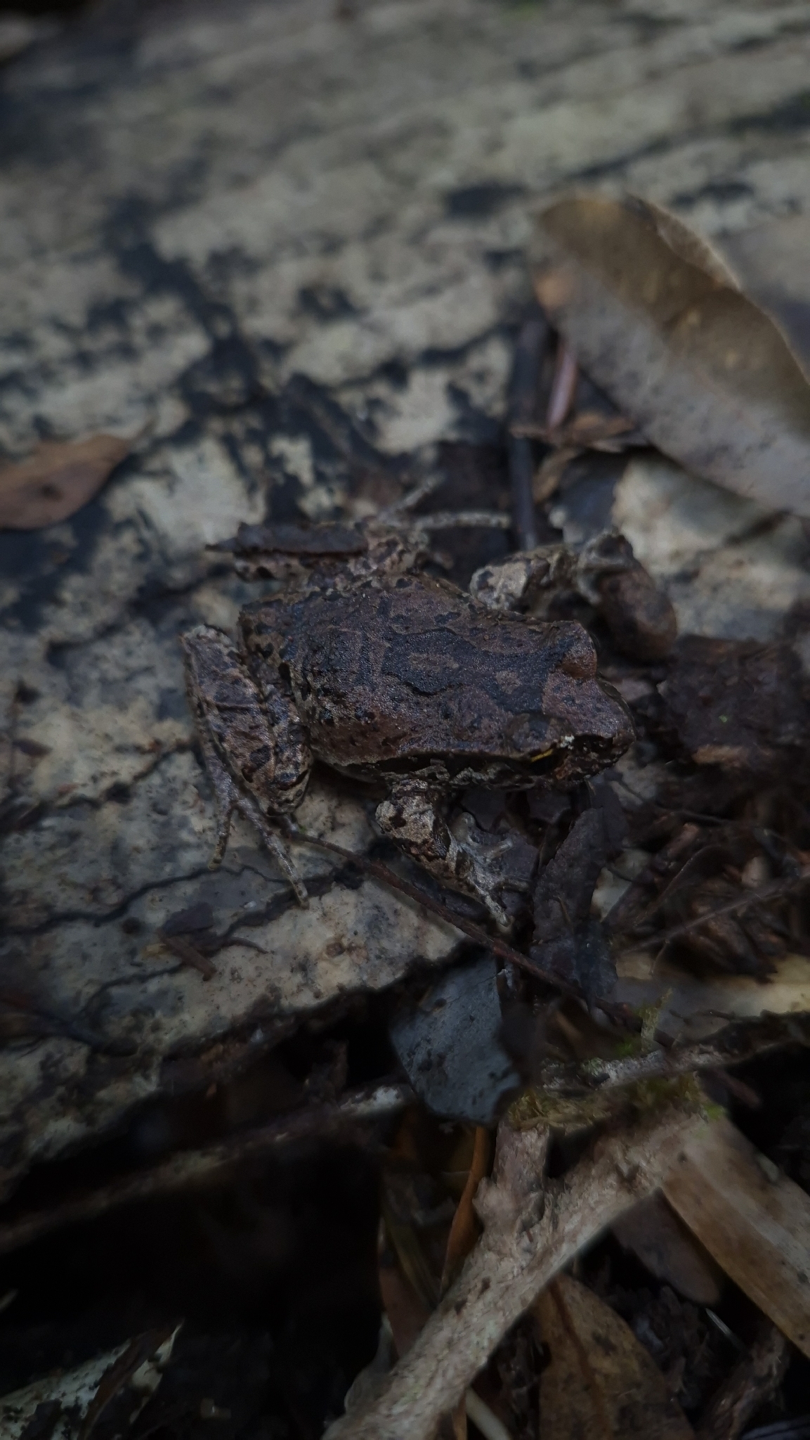 Eupsophus calcaratus (Günther, 1881)