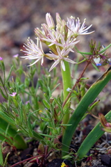 Allium anceps
