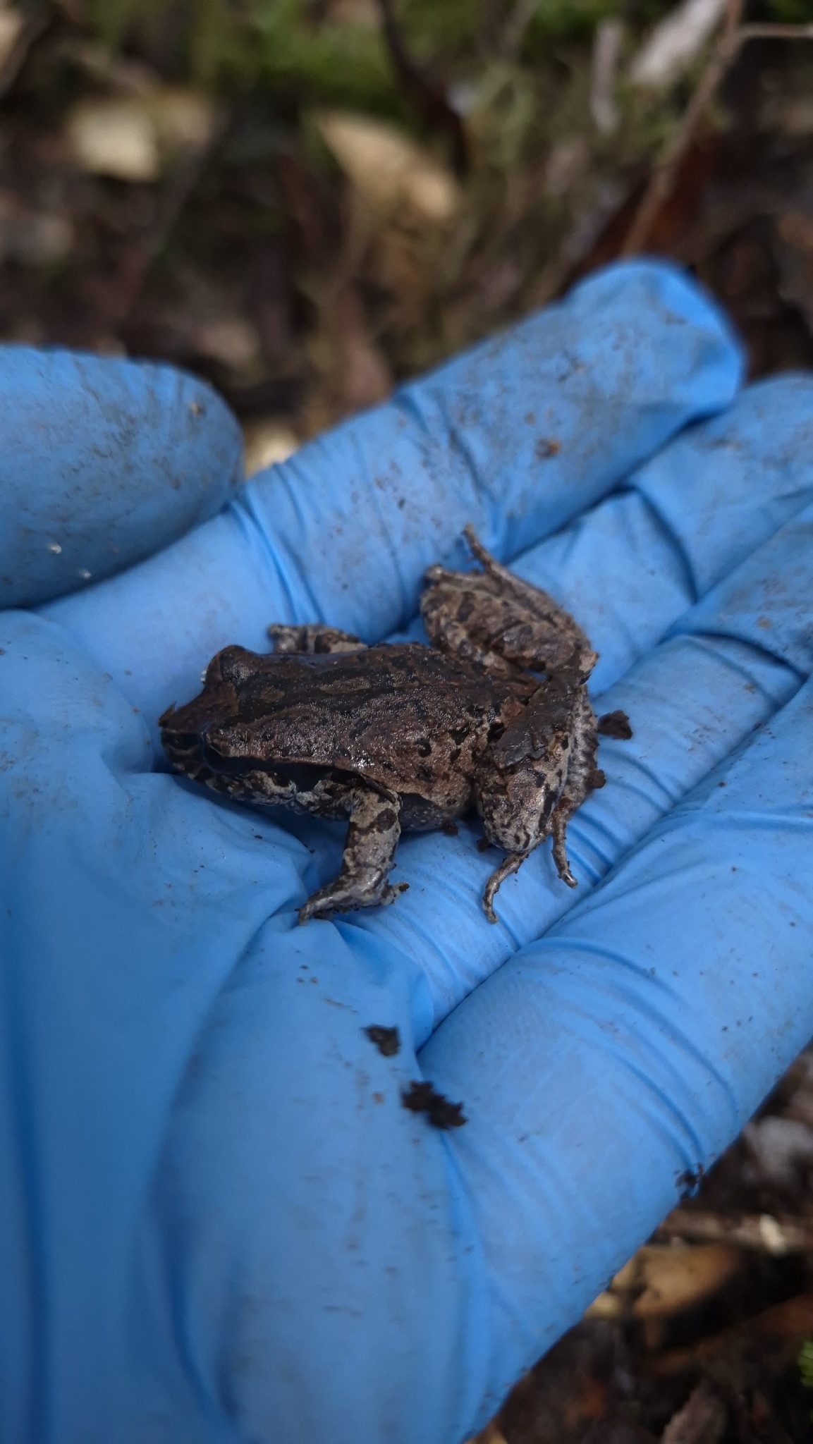 Eupsophus calcaratus (Günther, 1881)