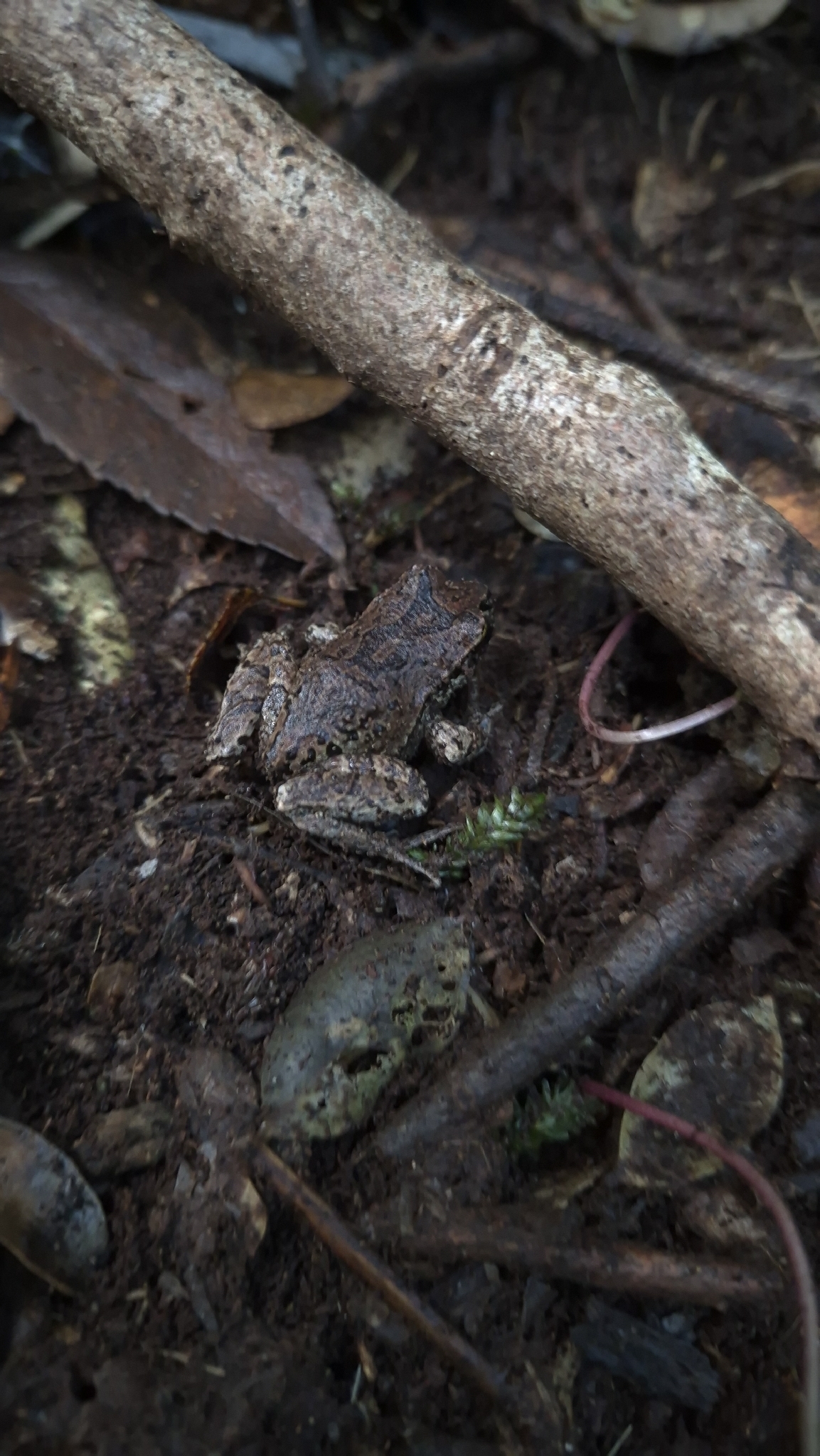 Eupsophus calcaratus (Günther, 1881)