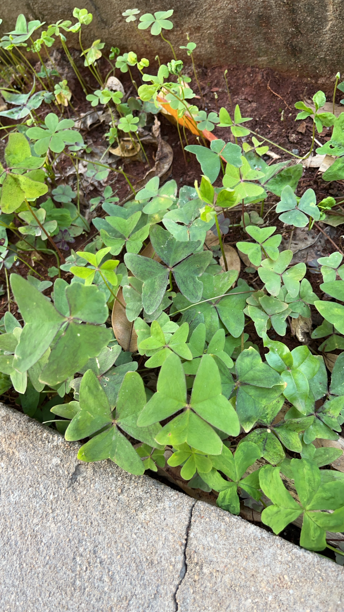 Oxalis latifolia