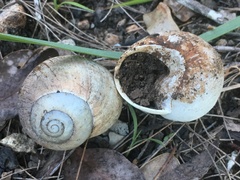 Xanthomelon saginatum