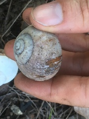 Xanthomelon saginatum