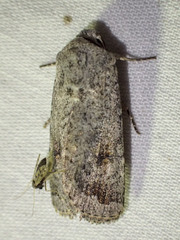 Proteuxoa amaurodes