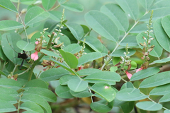 Indigofera tinctoria