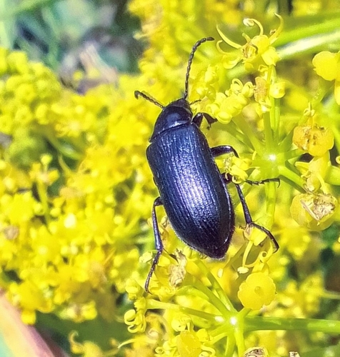 Podonta nigrita