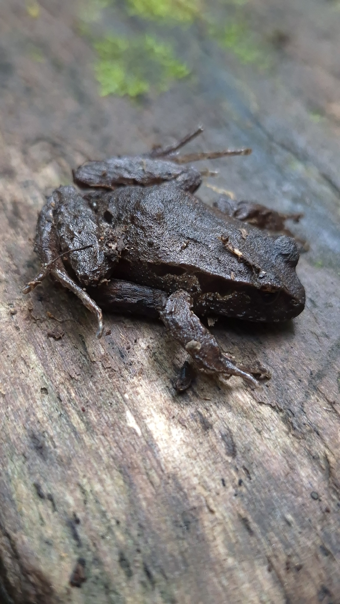 Eupsophus calcaratus (Günther, 1881)