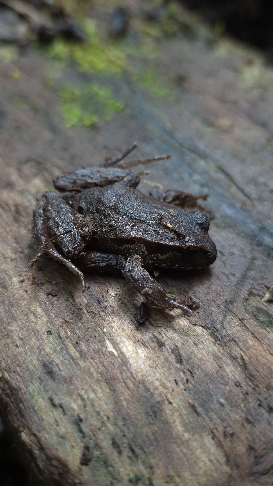 Eupsophus calcaratus (Günther, 1881)
