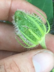 Abelmoschus moschatus tuberosus