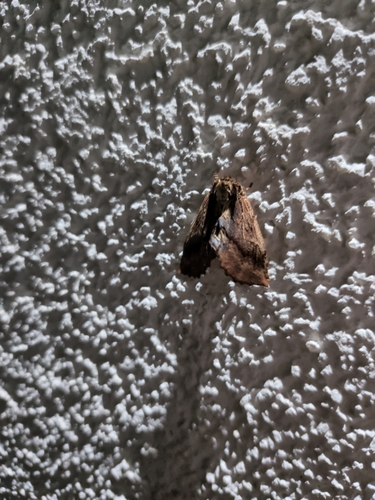Coxcomb Prominent