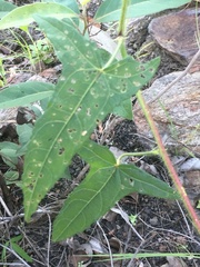 Abelmoschus moschatus tuberosus