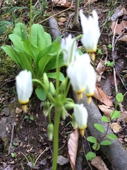 Primula meadia