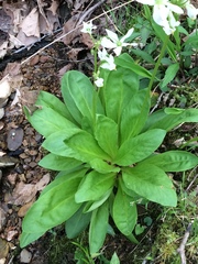 Primula meadia