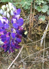 Bombus trinominatus