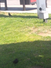 Euphagus cyanocephalus