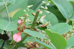 Indigofera tinctoria