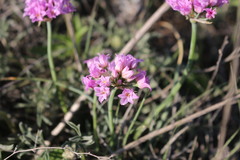 Allium perdulce