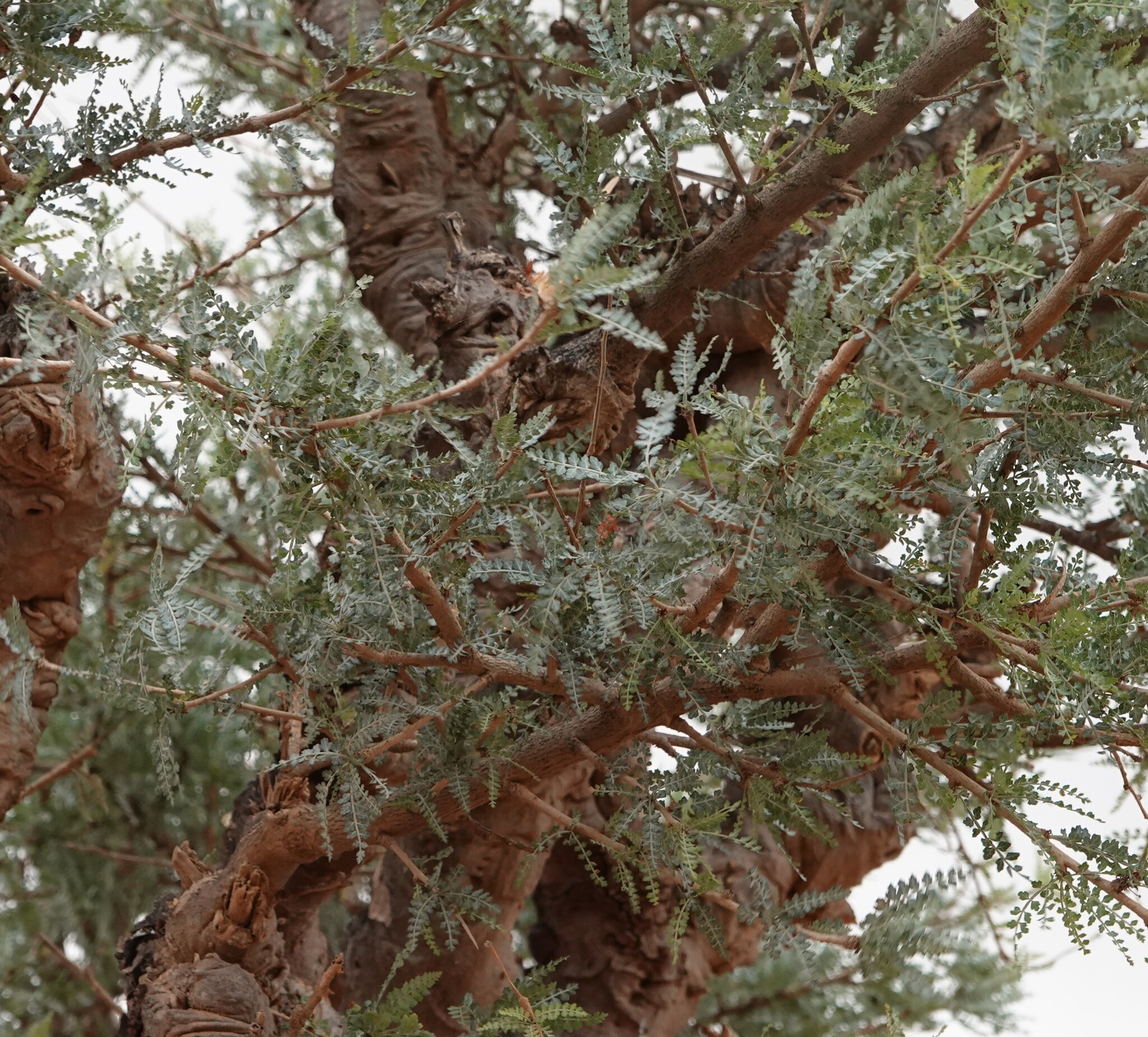 Boswellia asplenifolia (Balf.f.) Thulin
