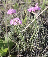 Allium perdulce
