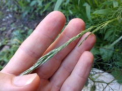 Trisetum interruptum