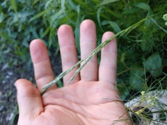 Trisetum interruptum