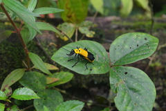 Chauliognathus heros