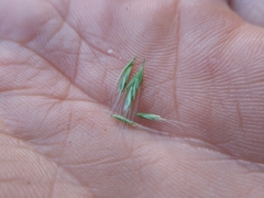 Trisetum interruptum