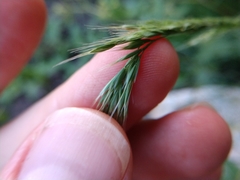 Trisetum interruptum