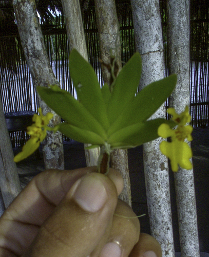 Erycina pusilla, photograph 2
