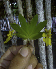 Erycina pusilla, photograph author not stated, no rights reserved