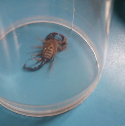 Pseudouroctonus apacheanus