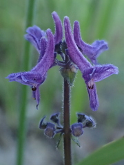 Platostoma longicorne