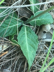 Platostoma longicorne