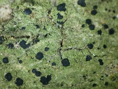 Bacidia schweinitzii