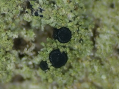 Bacidia schweinitzii