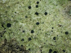 Bacidia schweinitzii