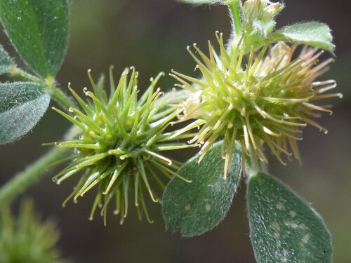 little bur-clover