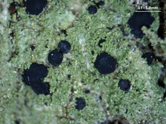 Bacidia schweinitzii