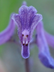 Platostoma longicorne