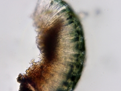 Bacidia schweinitzii