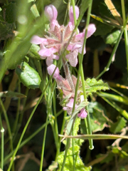 Stachys ajugoides, photograph author not stated, no rights reserved