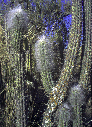 Oreocereus pseudofossulatus, photograph 2