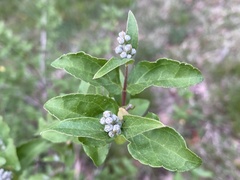 Deutzia scabra