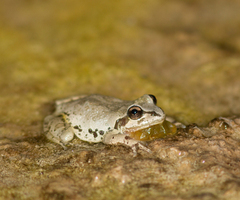 Pseudacris streckeri