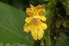 Erycina